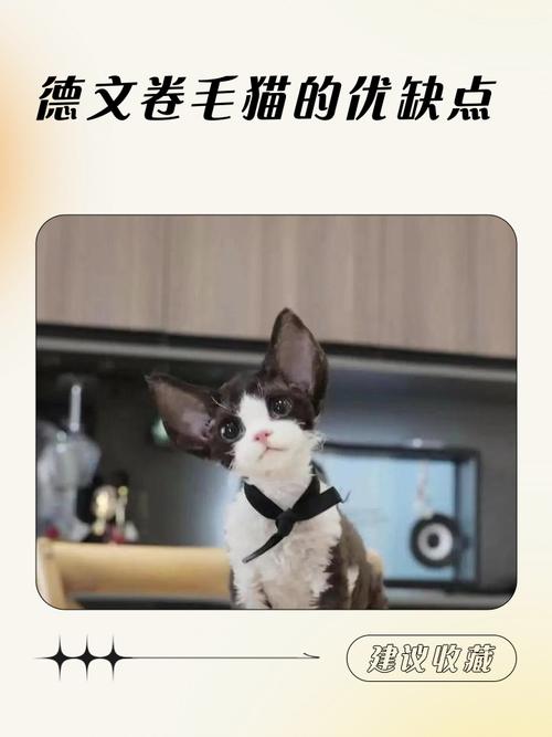 低敏卷毛，亲人活泼，怕冷需保暖（德文猫的优点与缺点）