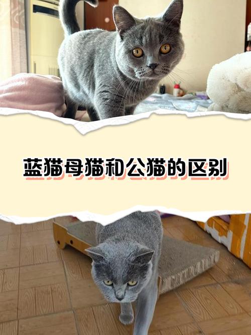温顺黏人布偶，优雅安静波斯，沉稳独立蓝猫（布偶和波斯和蓝猫哪个脾气差）
