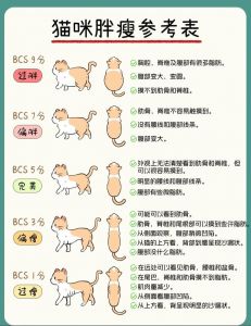 从出生到成年的体重和体型演变（布偶猫体重标准）