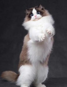高颜值好性格的布偶猫品相要点（品相好的布偶猫图片）