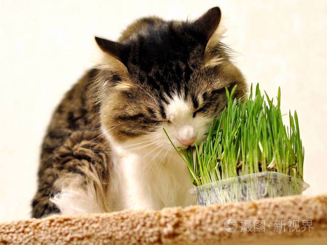 烤红薯香，猫咪也想尝尝，但要注意喂食方法和量哦！（库里猫可以吃番薯吗）