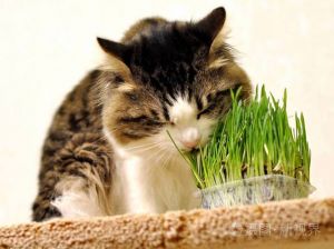 烤红薯香，猫咪也想尝尝，但要注意喂食方法和量哦！（库里猫可以吃番薯吗）
