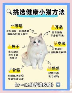绝育后多久喂食？个体差异注意伤口恢复（猫绝育多久可以喂食）