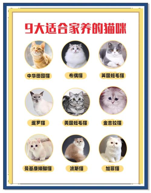 蓝猫美短布偶短腿猫（什么猫聪明听话又好养）