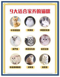 蓝猫美短布偶短腿猫（什么猫聪明听话又好养）