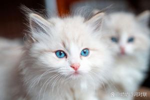 智商超乎想象，生活需细心照顾（聪明布偶猫的智商表现）