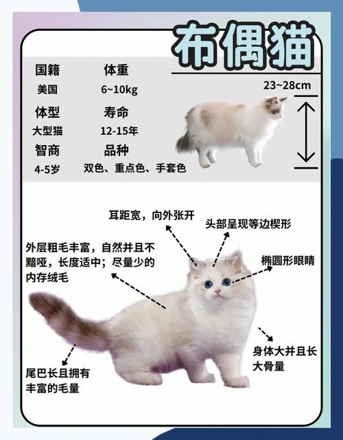 大长毛蓝眼，对称饱满，性格温顺粘人（挑选布偶猫主要看什么）