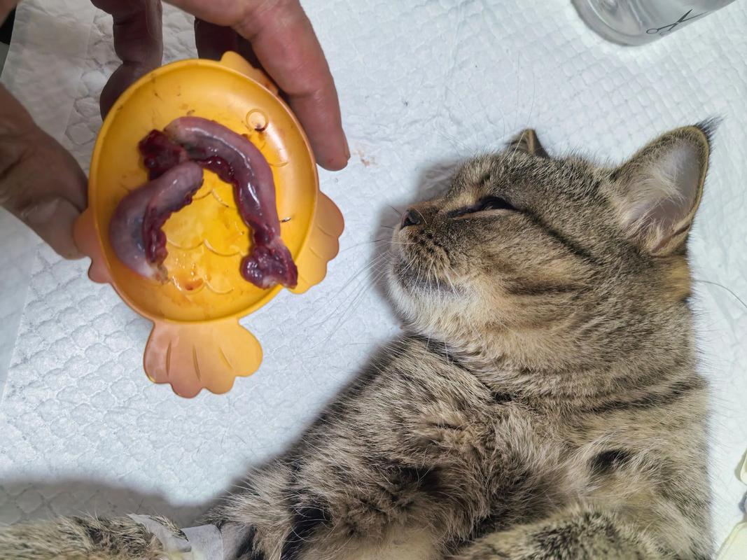 绝育后猫咪行为变化及应对（猫知道自己被绝育了吗）