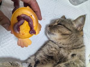绝育后猫咪行为变化及应对（猫知道自己被绝育了吗）