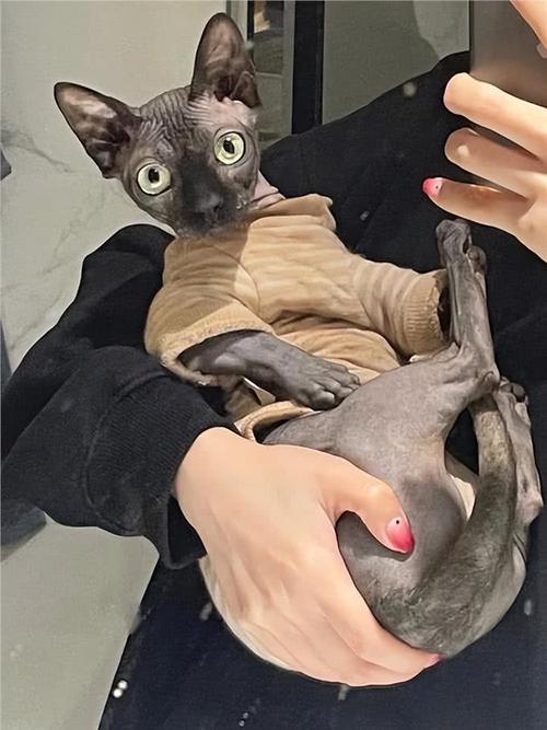 优点缺点全知道（无毛猫为什么不建议养）