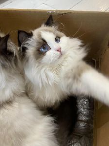 温顺外表背后的价值！（几百万的布偶猫）