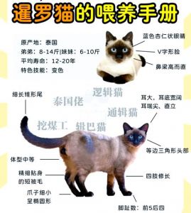 暹罗猫寿命长又亲人，需多陪伴勤梳毛（暹罗猫寿命一般多少年）