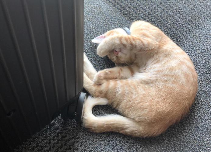 性格黏人易贪吃，混血繁殖需谨慎（橘猫和布偶猫杂交品种）