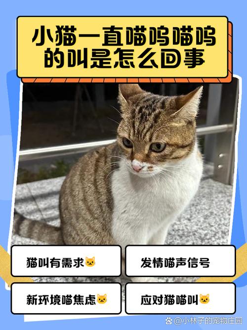 猫咪夜叫怎么办？（猫晚上叫需要回应）