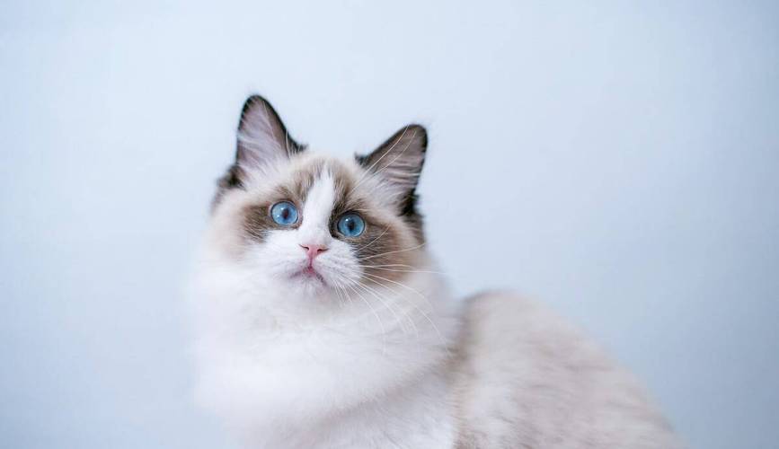 布偶猫几个月首次发情？（布偶母猫几个月发情）