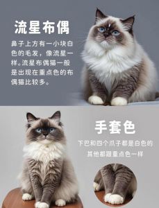 布偶猫毛色会变深，从小变到老（布偶猫颜色会变深吗）