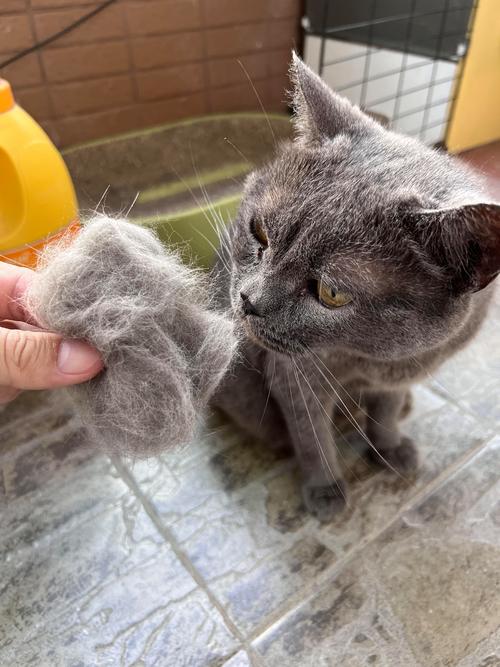 蓝猫掉毛多？季节性掉毛怎么办？（家里的蓝猫掉毛吗）