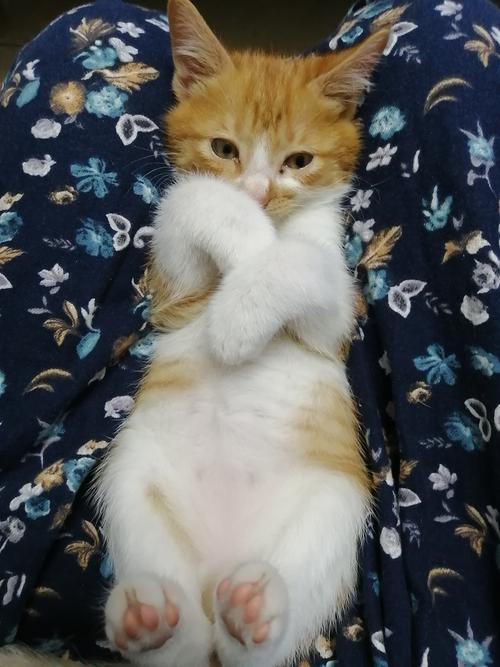 好运转折，团队财运皆看它（梦到养了一只小橘猫）