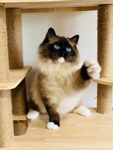 手套色布偶猫价格亲民，可选健康渠道购买（手套色布偶猫为什么便宜）