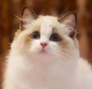 粘人布偶猫爱主行为多，掉毛重需打理 (21字)（布偶猫粘人的几种表现）