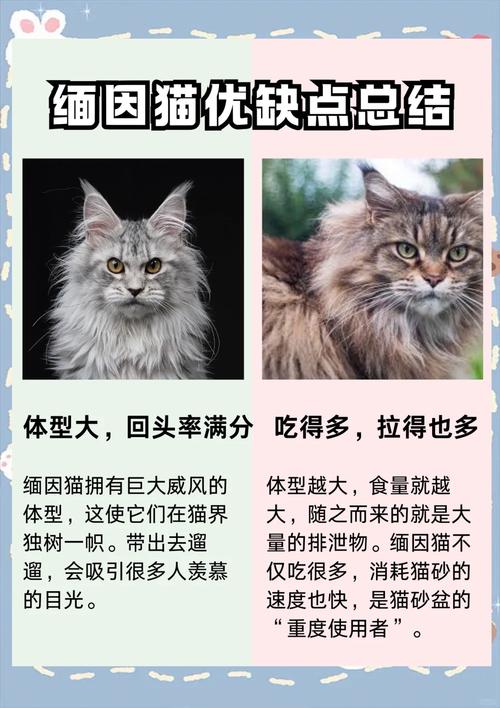 异国短毛猫布偶猫和奶牛猫（公认最难养的三种猫）