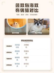 海双布偶猫与蓝双布偶猫，性格价格相近，选择看喜好（布偶猫蓝双和海双哪个更好看）