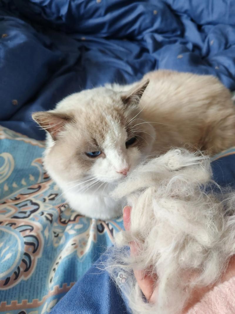 布偶猫掉毛烦恼？梳毛晒太阳好办法！（如何减少布偶猫掉毛）