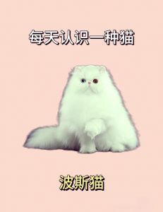 波斯猫优雅需打理，曼基康低维护要注意健康（波斯猫优缺点）