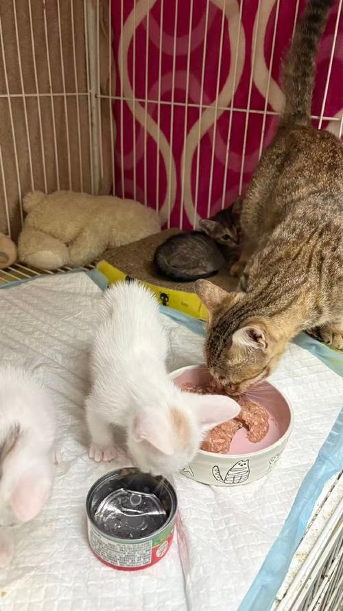 巧克力对猫有毒，勿喂，小心中毒（猫吃了巧克力会怎么样）