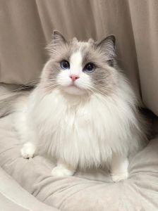 温柔粘人布偶猫，家庭好伙伴（白色布偶猫图片）