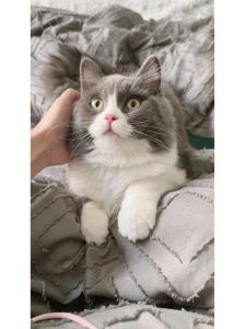 基因组合多，健康需谨慎（布偶和蓝猫配出来的猫）