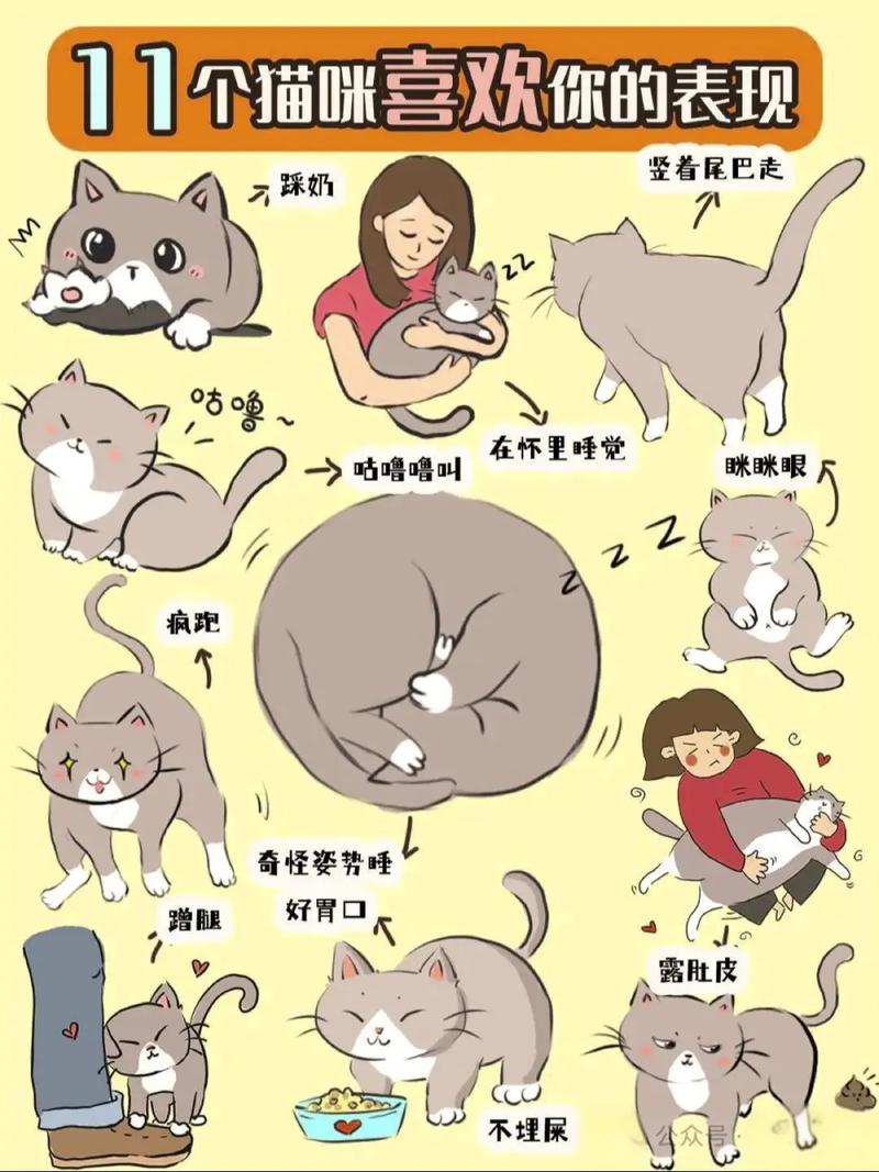 蓝猫黏人爱互动，守护主人显深情（蓝猫喜欢主人的表现）