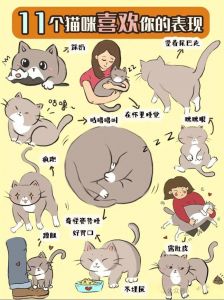 蓝猫黏人爱互动，守护主人显深情（蓝猫喜欢主人的表现）