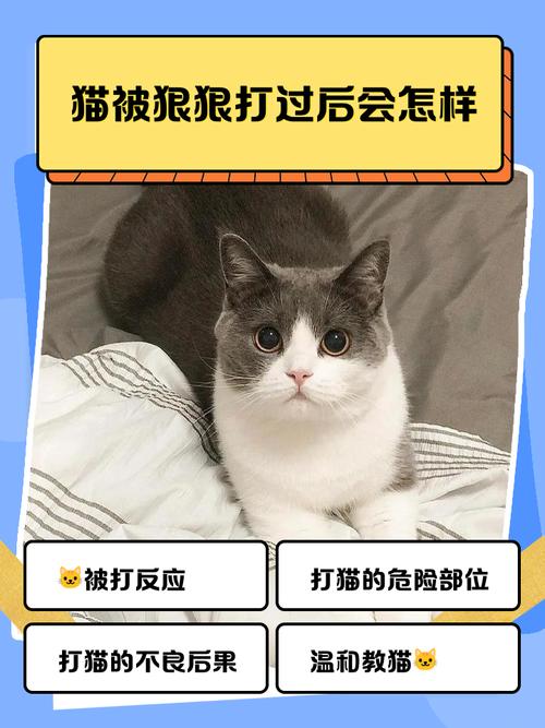 布偶猫攻击性原因及应对方法（为啥布偶猫爱动手打人）