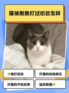 新猫老猫如何相处？（新猫欺负老猫怎么办）
