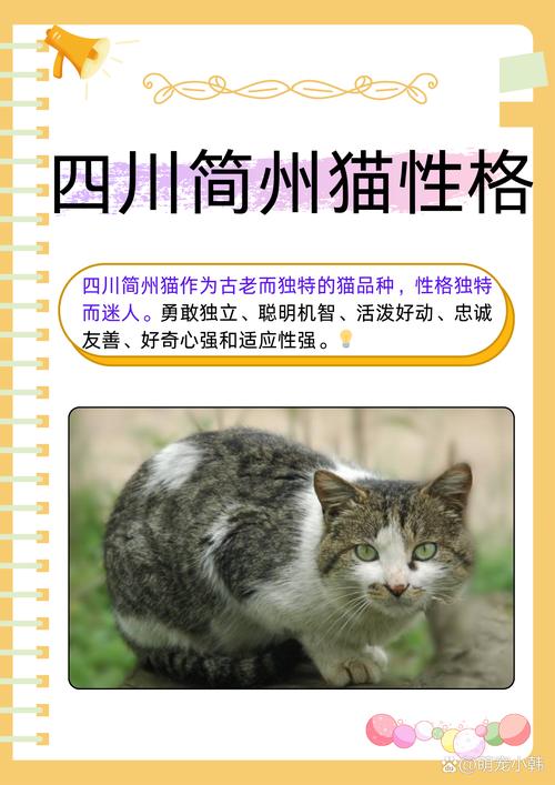 四川古老捕鼠猫，多色眼迷人（简州猫眼睛什么颜色）