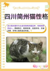 简州猫1000元，本土捕鼠好猫！（四川简州猫多少钱一只）