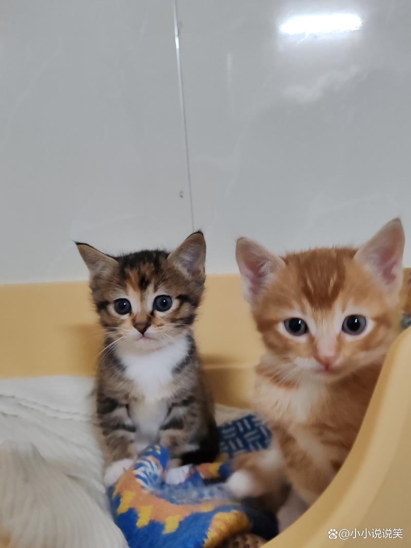 橘猫布偶串串情深，毛球依恋见证友谊（橘猫和布偶猫串串图）