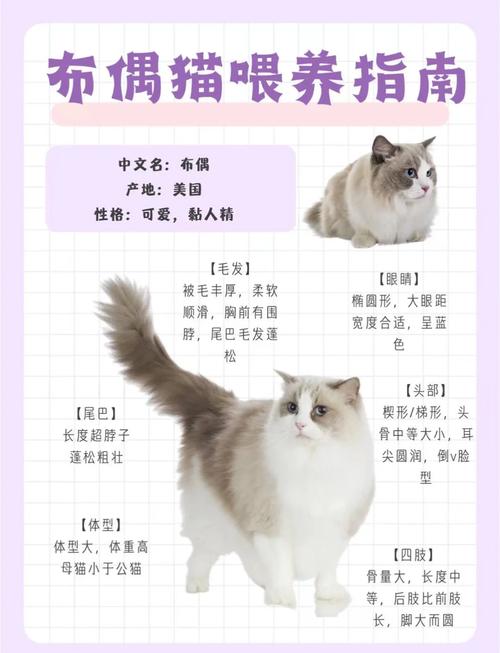 七个月布偶猫如何养熟？耐心温柔是关键（布偶猫七个月还能养熟吗）