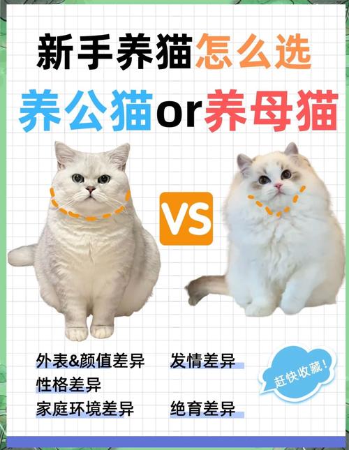 公猫独立母猫亲人，养猫重在互动（母猫听话还是公猫听话）