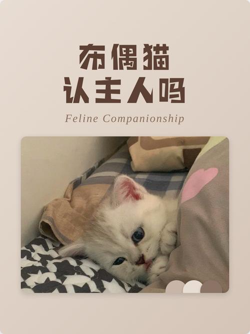 布偶猫认新主后亲热，需耐心陪伴关爱（一岁布偶猫认主人吗）