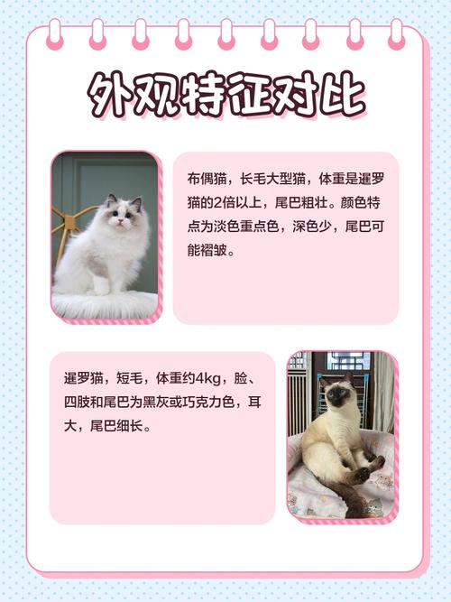 暹罗猫布偶猫价格对比，哪个更贵？（暹罗猫和布偶猫哪个贵）