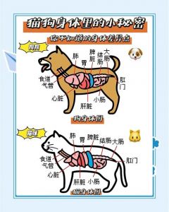 养猫好还是养狗好？看你的生活节奏和空间！（狗和猫各有什么优点和缺点）