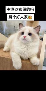 布偶猫3个月体重1.2-2.5公斤，正常范围看个体差异（3个月布偶猫体重）