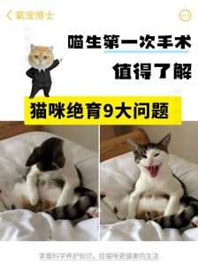 猫咪绝育好处多，风险需了解（猫绝育的好处和坏处）