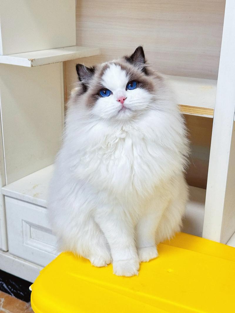 健康选猫，别只看大小（有没有长不大的布偶猫品种）