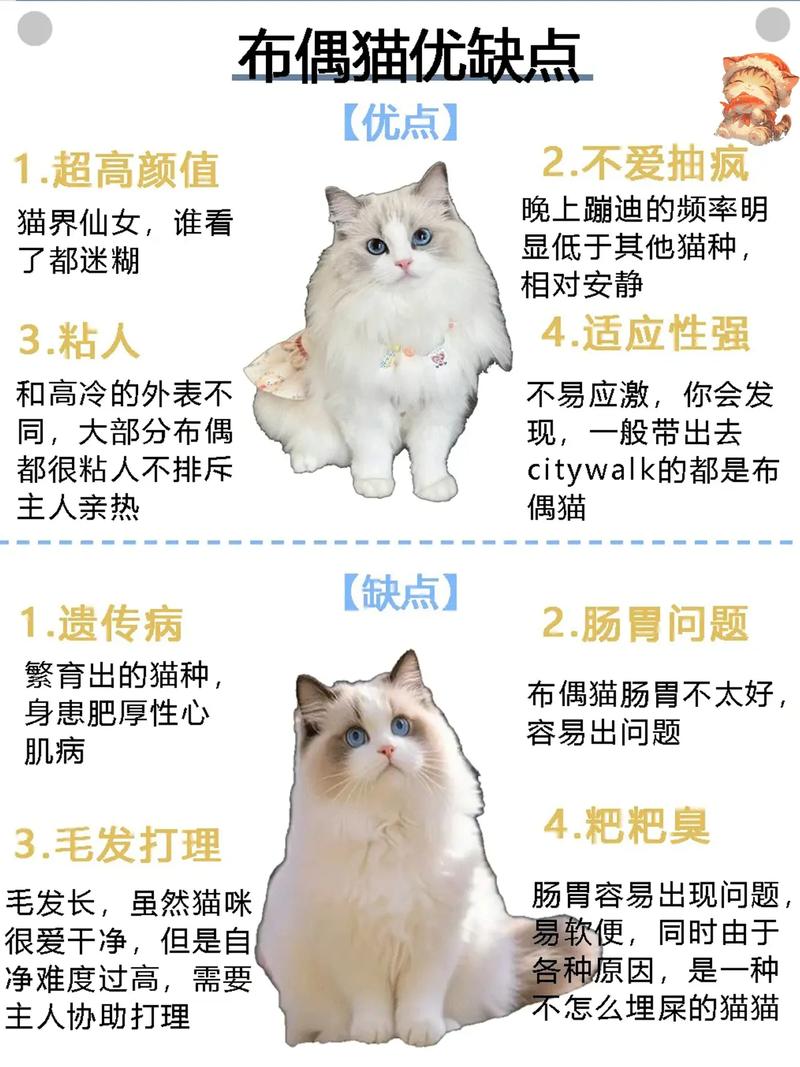 温柔亲人，解忧神器（我想养一只布偶猫写话）