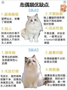 爱意占有欲或牙痒？（布偶猫轻咬主人的原因）