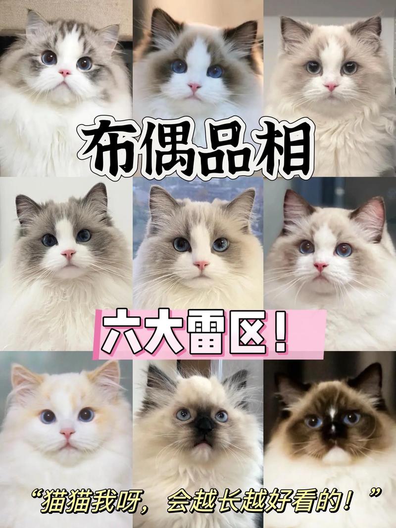 布偶猫六种毛色特点及喂养要点（布偶猫颜色一览表）