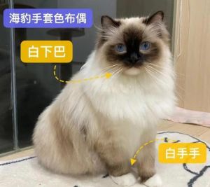 看脸型双耳间距眼睛颜色辨别真假（常见的假布偶猫）